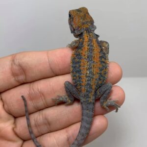 Yoda – female