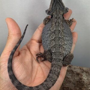 Dart – male