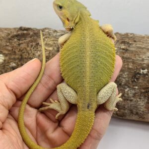 Rose – female