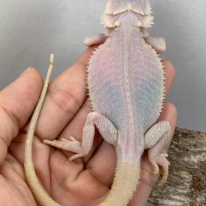 Ice – female