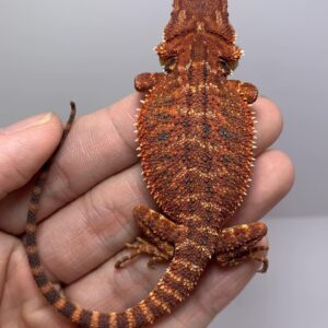 Dino – male