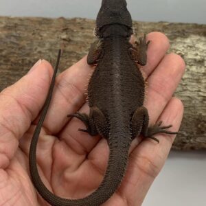 Fang – male