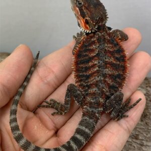 Kale – female