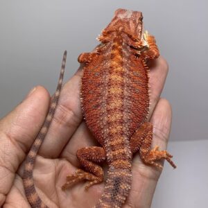 Toothless – female