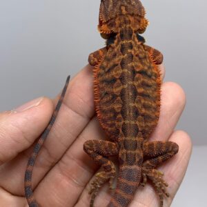 Mushu – male