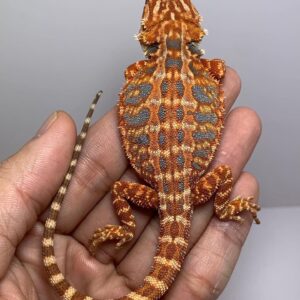 Alice – female
