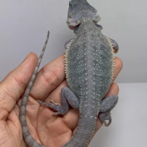 Vader – male