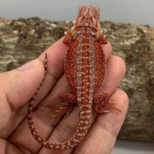 Wilma – female