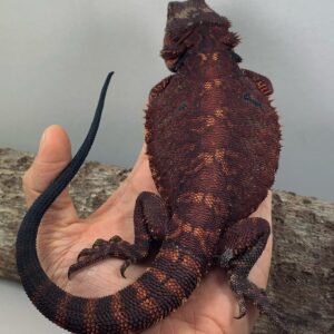 Blaze – male
