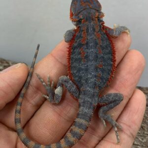 Hank – male