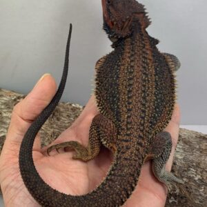 Rex – male