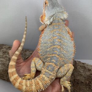 Jet – male