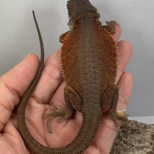 Cupcake – female