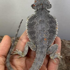 Blade – male