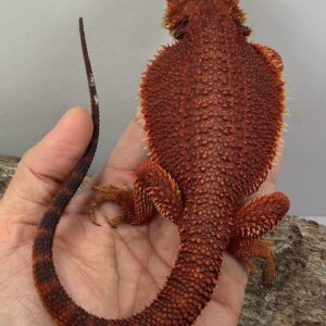 Zilla – female